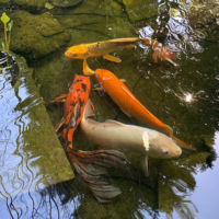 Fish swimming in holding tank, thumbnail size