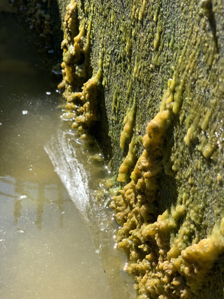 Close up of green algae clinging to wall