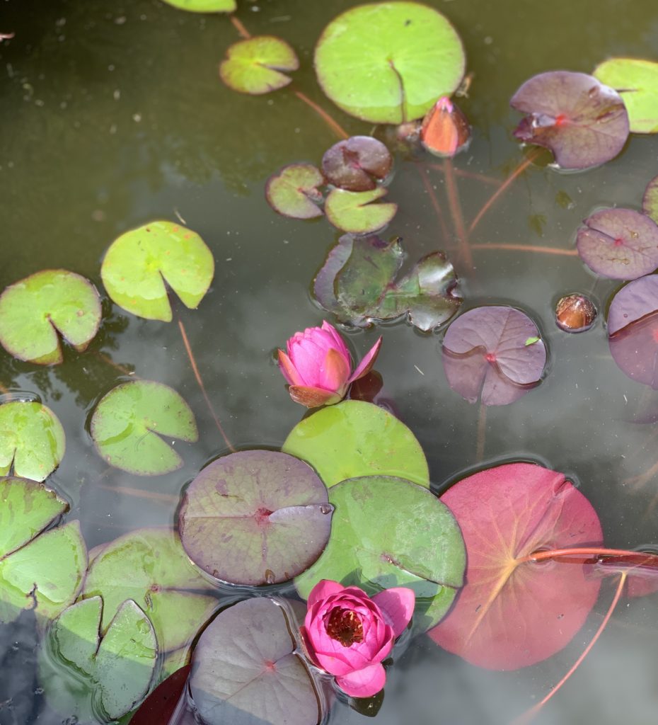 Colorful lily pads and blooms on water